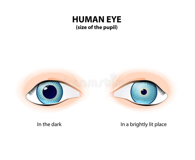 Human eye size of pupil